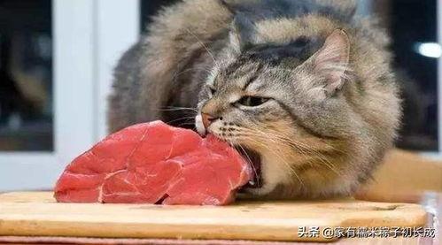 吃瓜小胖猫视频,揭秘网络红人的日常生活