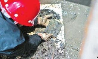 河南古墓吃瓜视频,揭秘千年古墓之谜